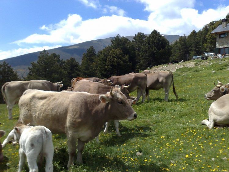Talls de la vedella