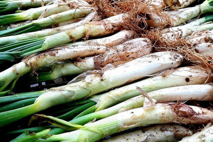 Calçots